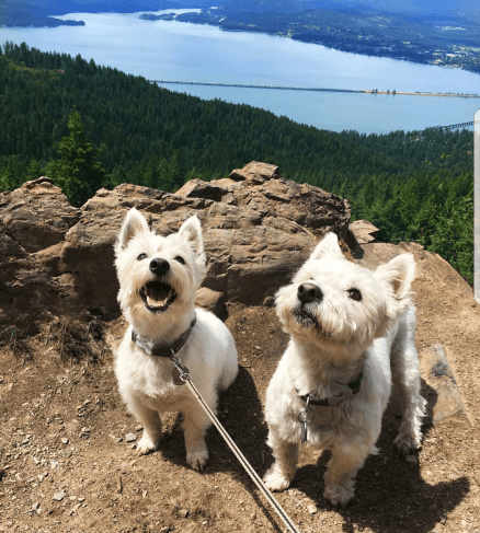 coconut oil paw salve for west highland white terriers