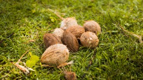 fresh coocnuts